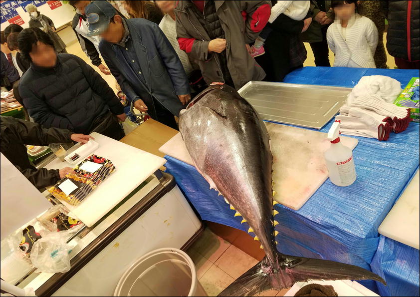 マグロ解体ショー1.jpg